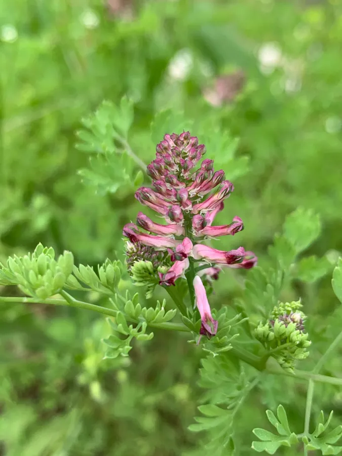 Fumaria officinalis