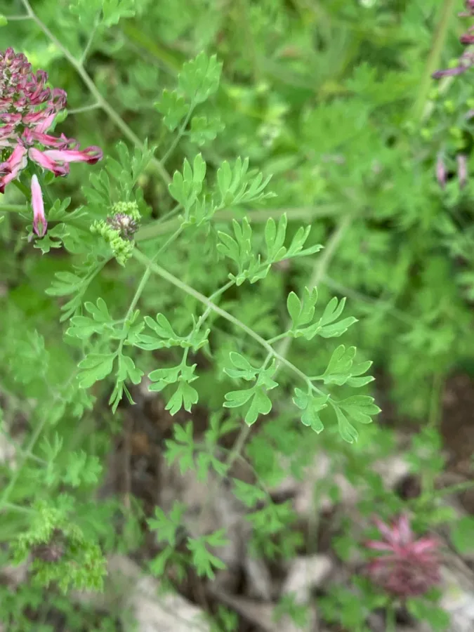 Fumaria officinalis