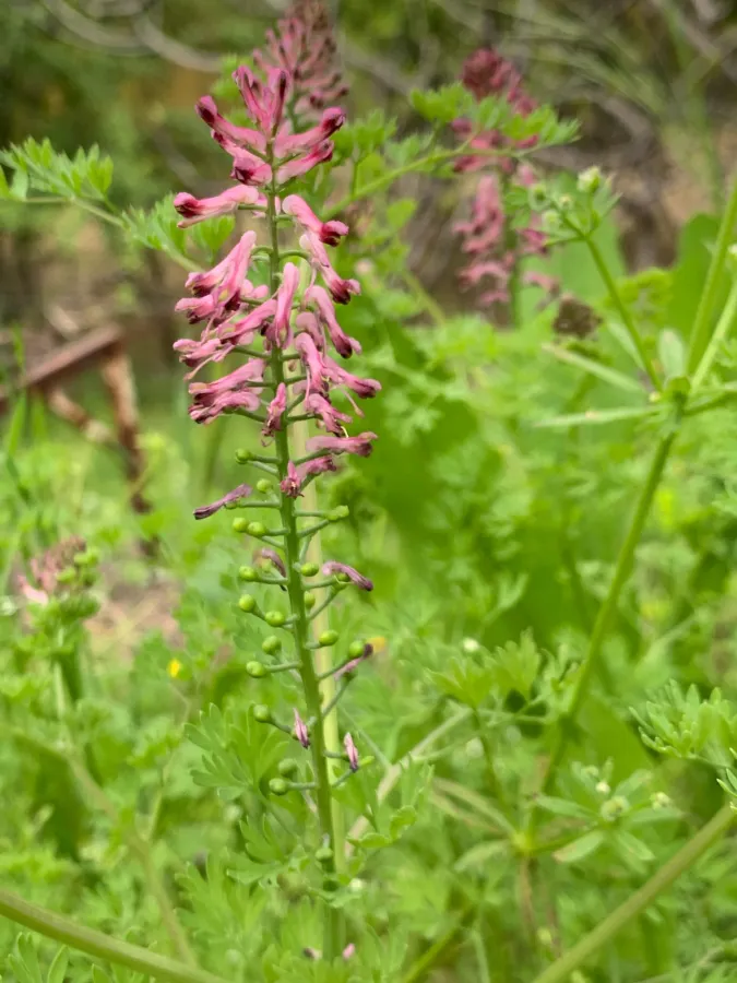 Fumaria officinalis