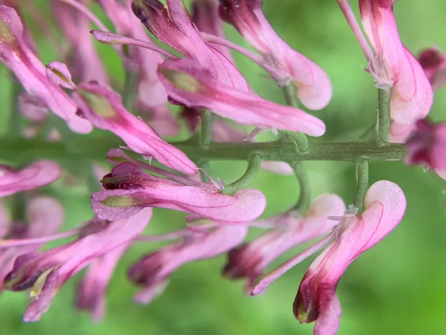 Fumaria officinalis