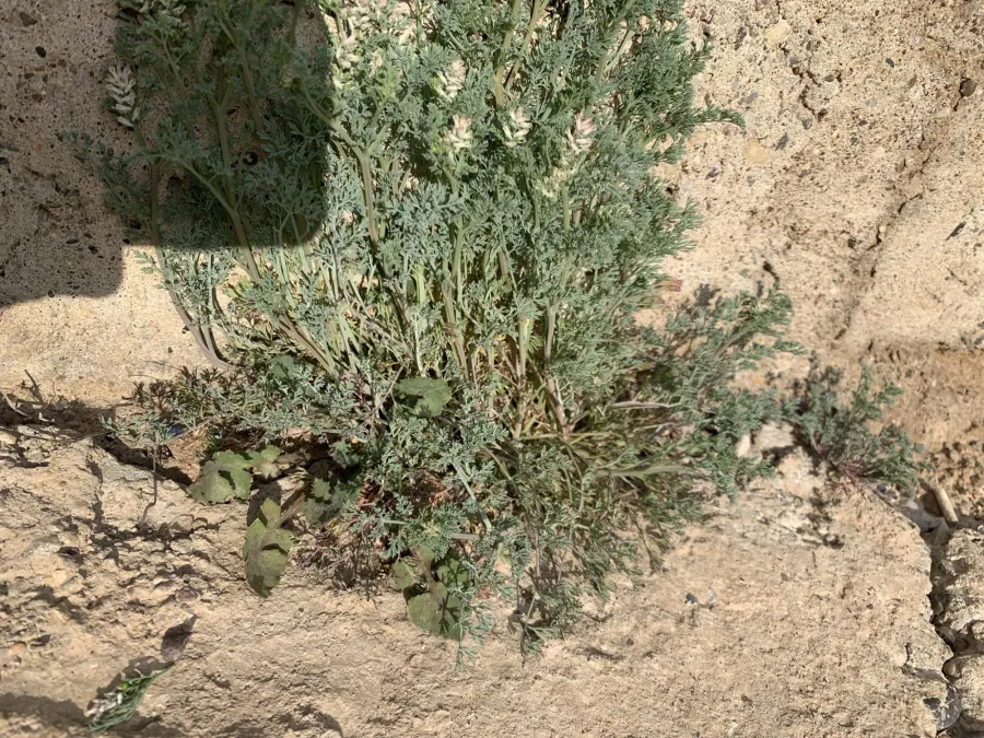Fumaria parviflora