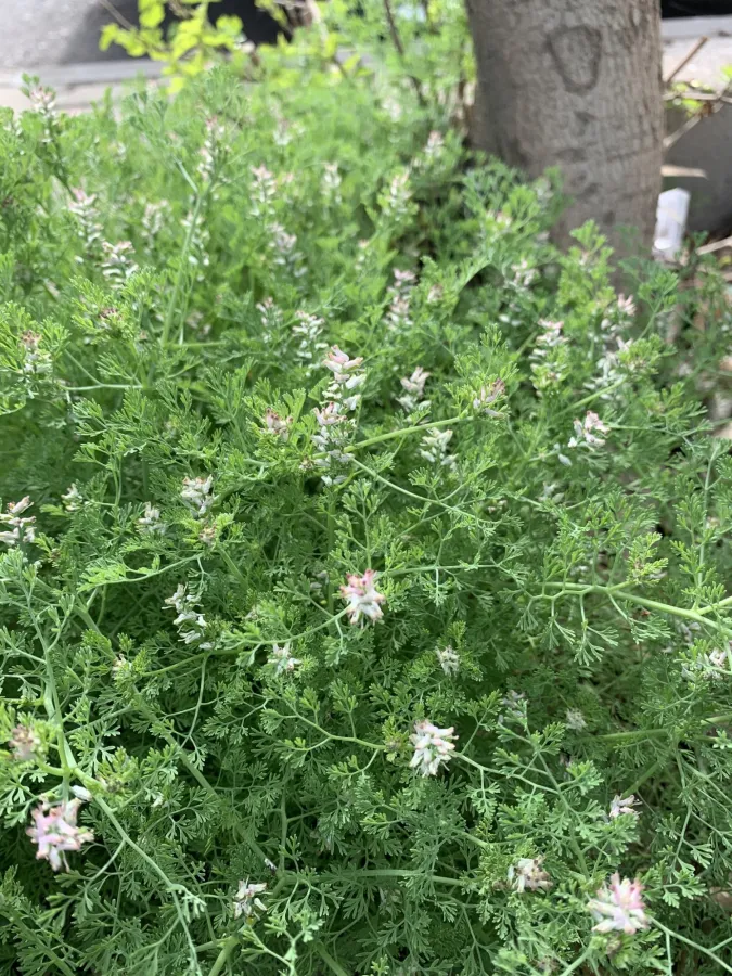 Fumaria parviflora