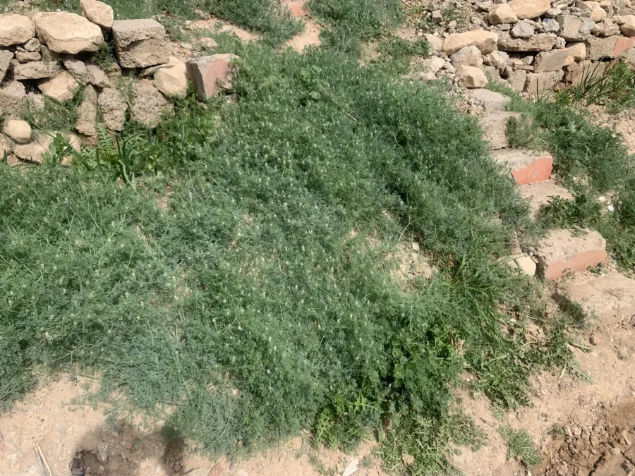 Fumaria parviflora