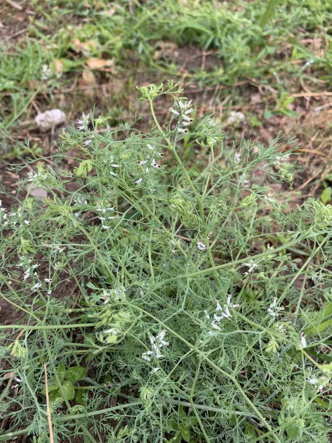 Fumaria parviflora