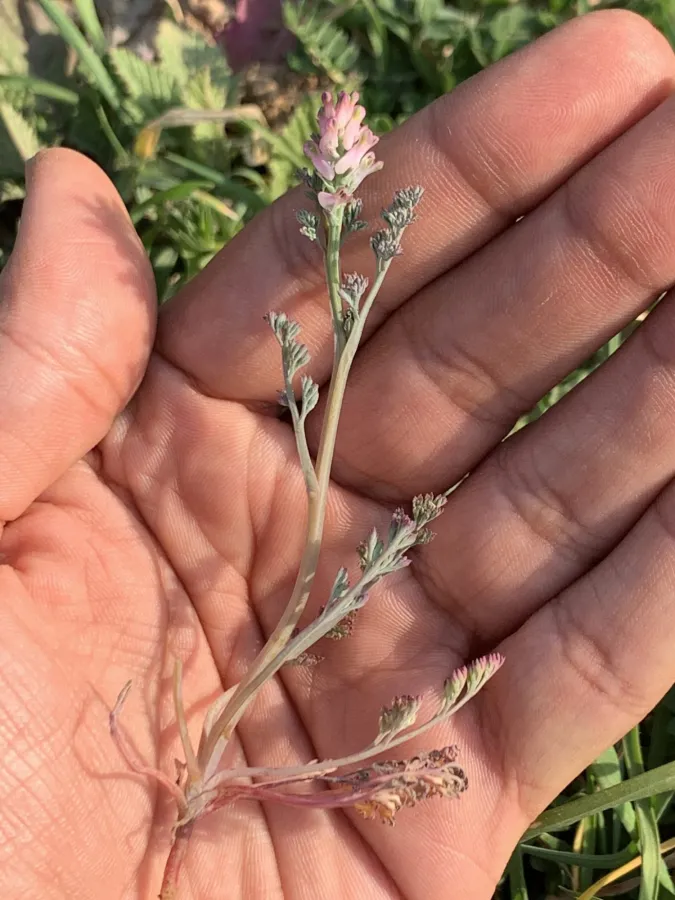 Fumaria vaillantii