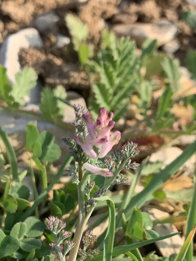 Fumaria vaillantii