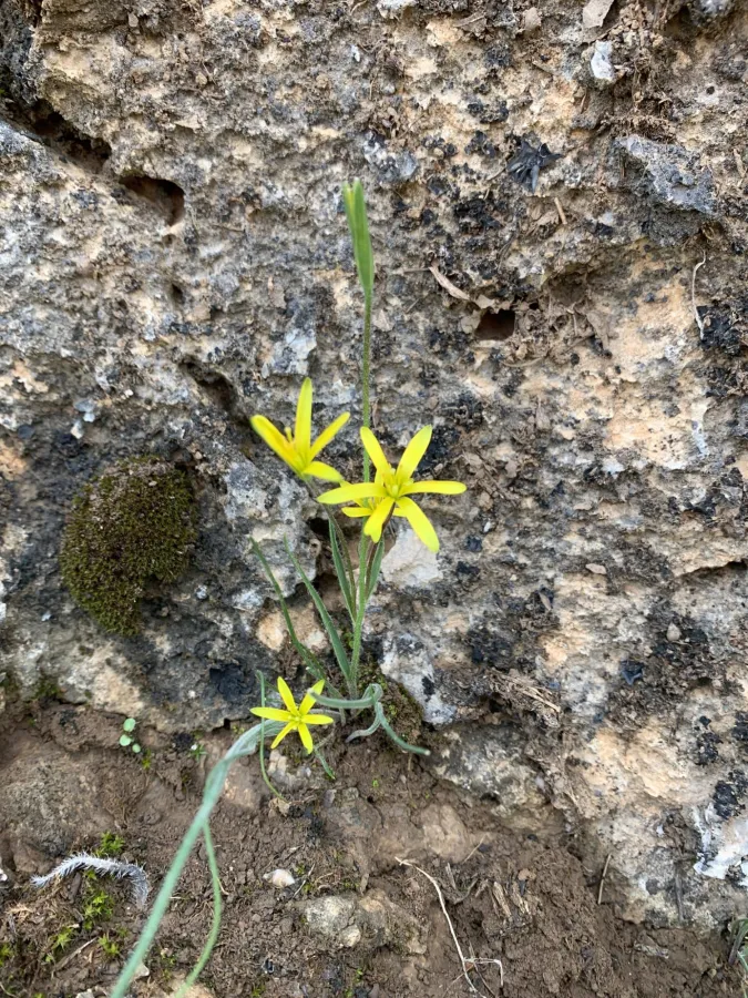 Gagea chlorantha