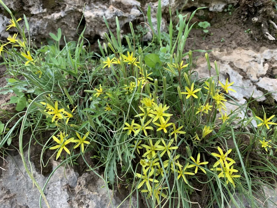 Gagea chlorantha