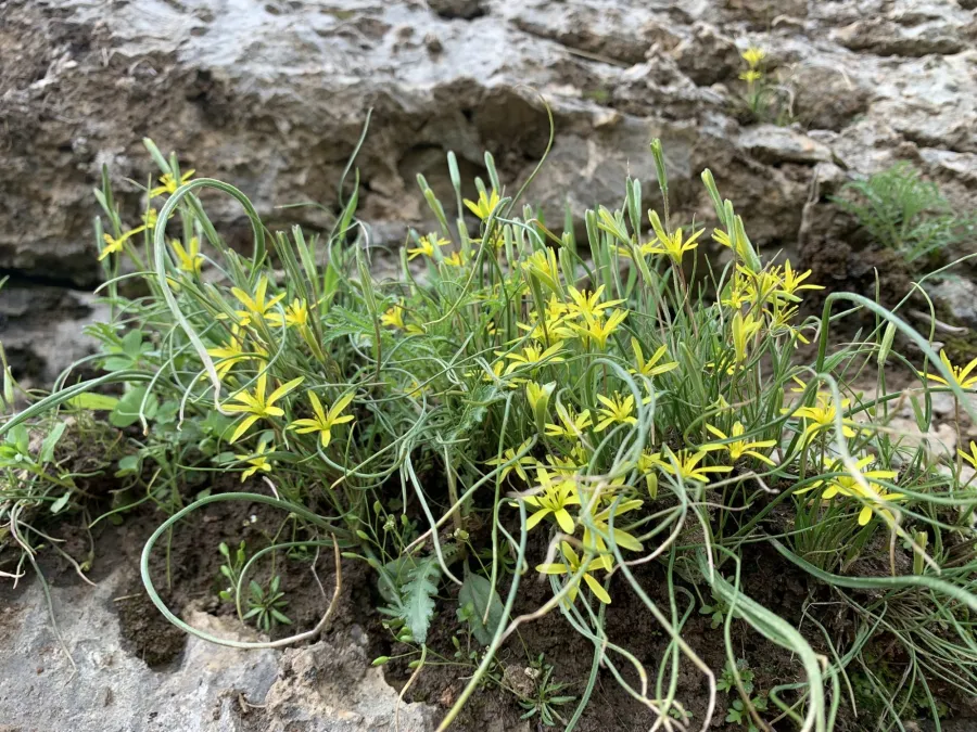 Gagea chlorantha