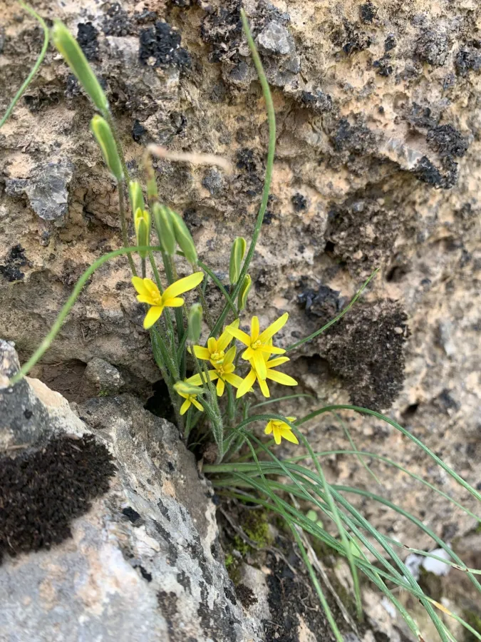 Gagea chlorantha