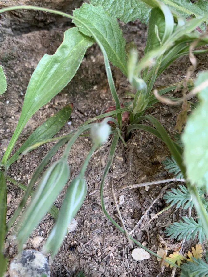Gagea circumplexa