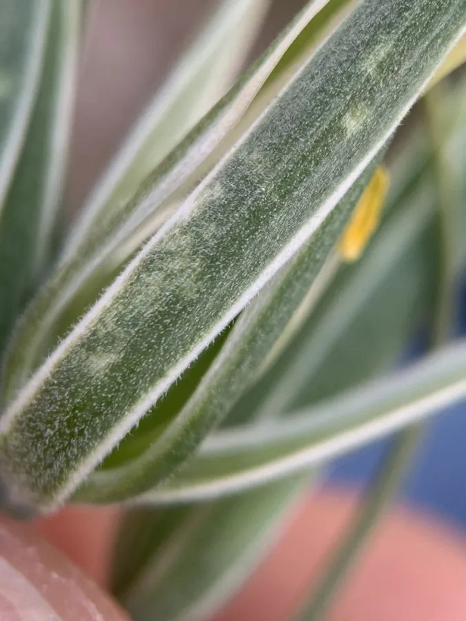 Gagea circumplexa