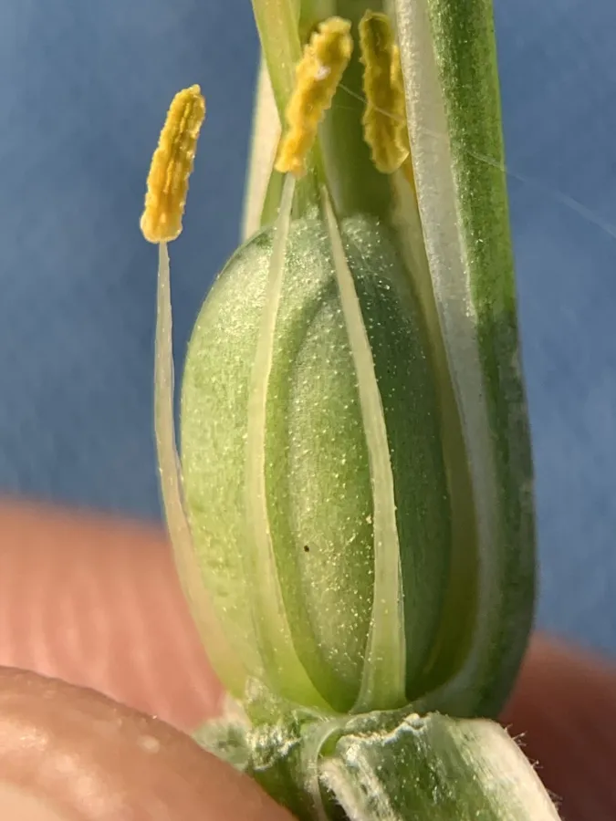 Gagea circumplexa