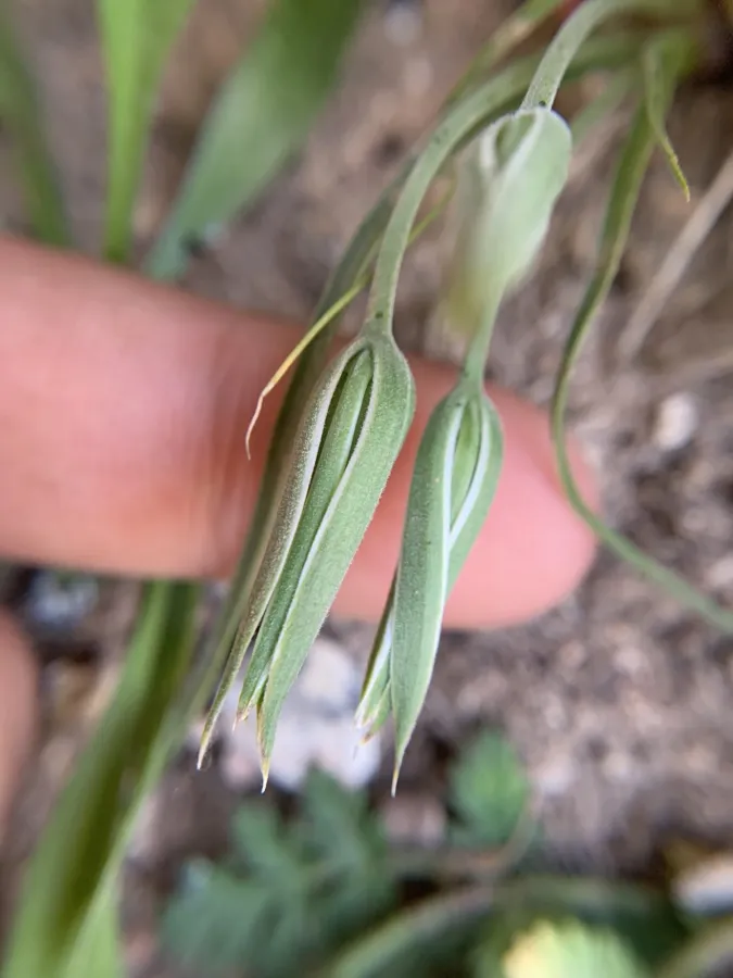 Gagea circumplexa