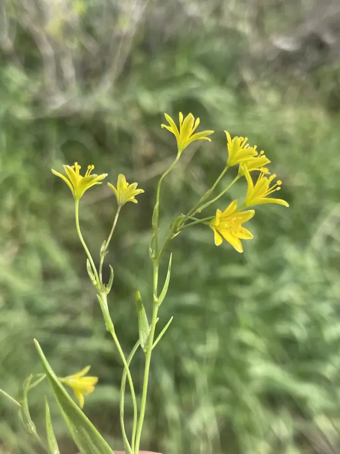 Gagea gageoides