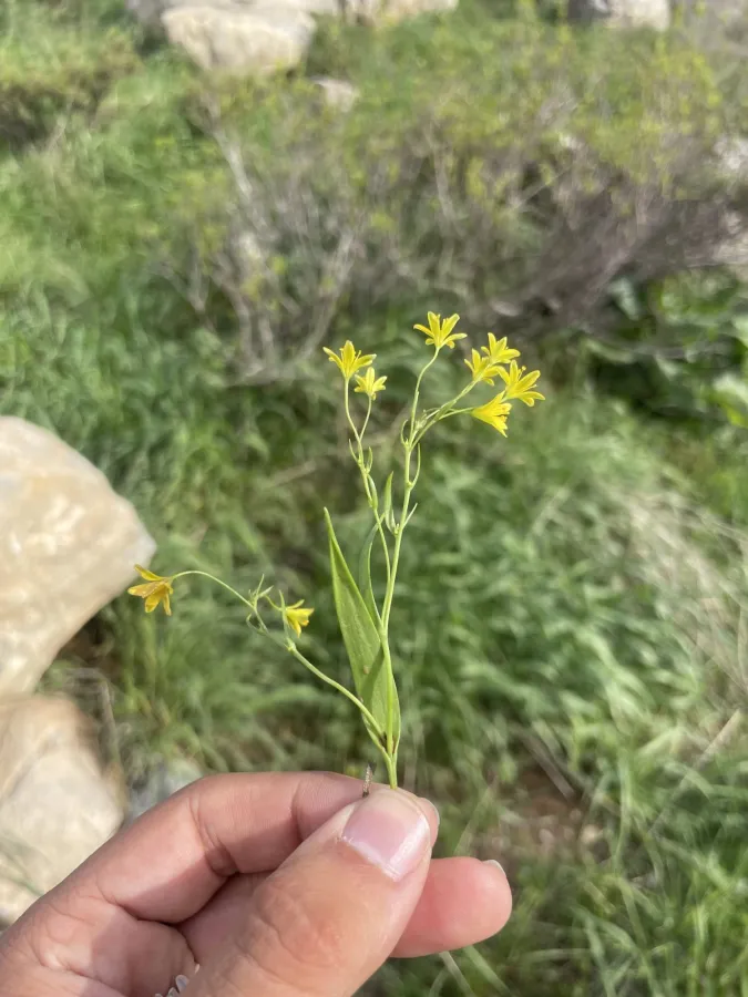Gagea gageoides