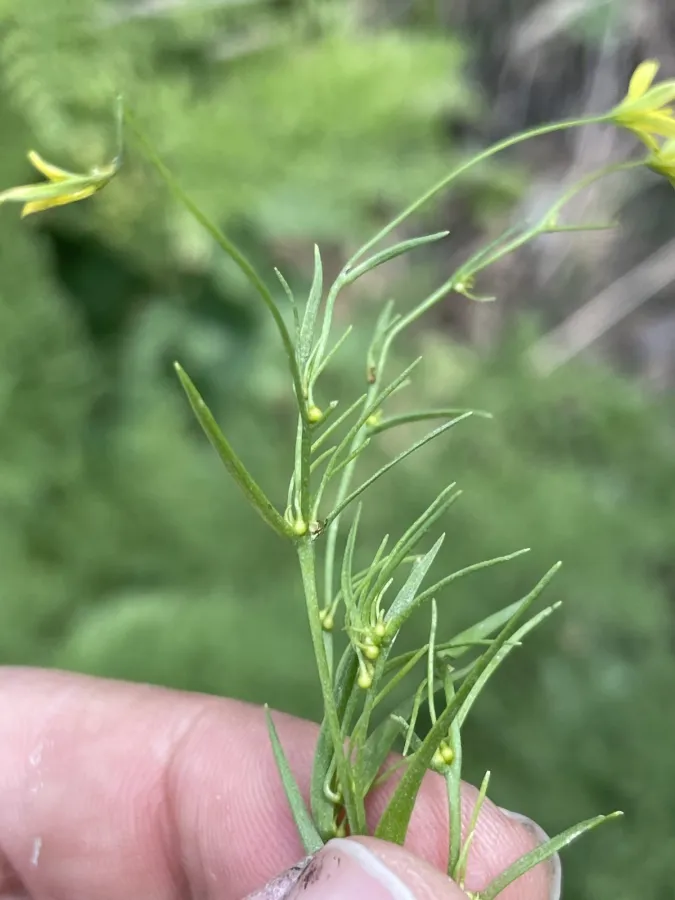 Gagea gageoides