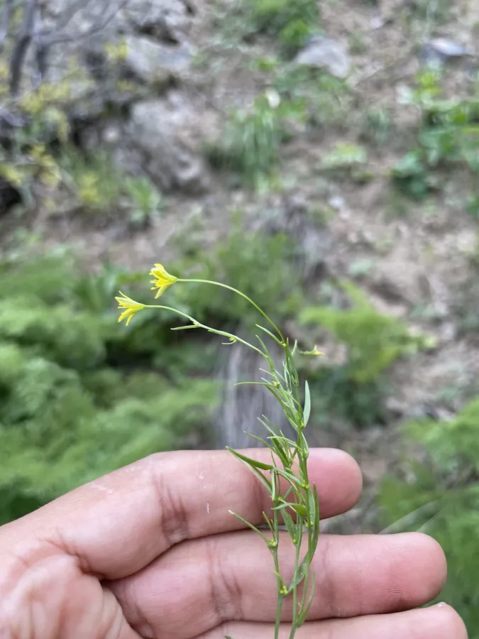 Gagea gageoides