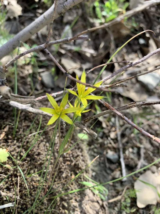 Gagea luteoides