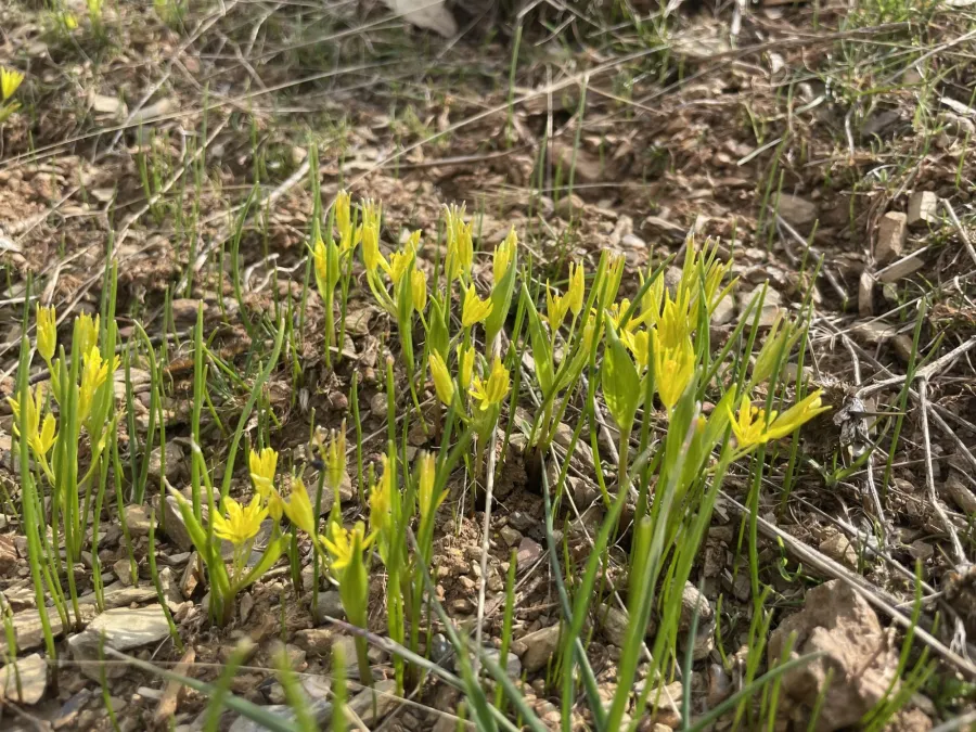 Gagea ramulosa