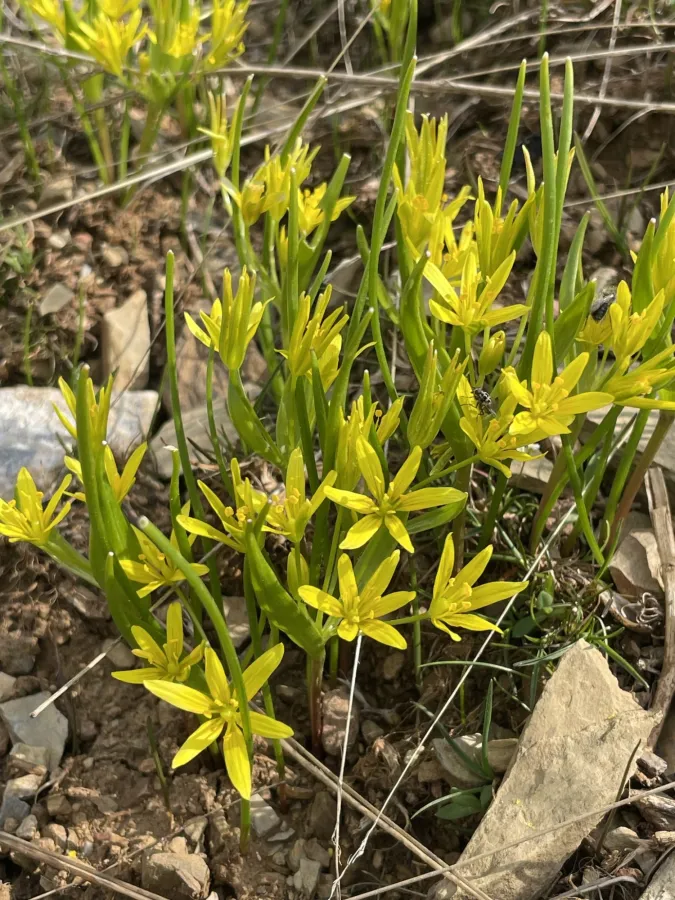 Gagea ramulosa