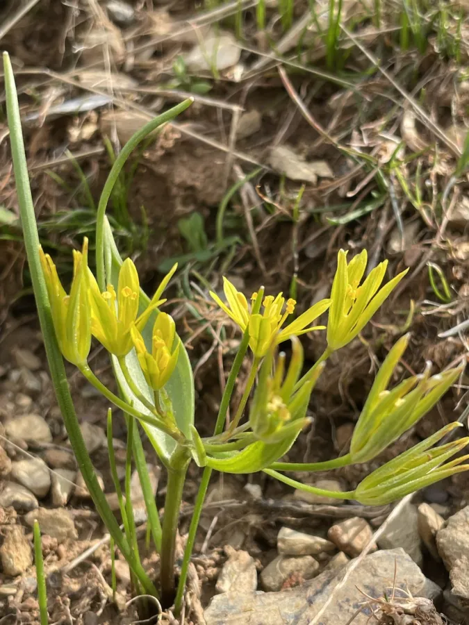 Gagea ramulosa
