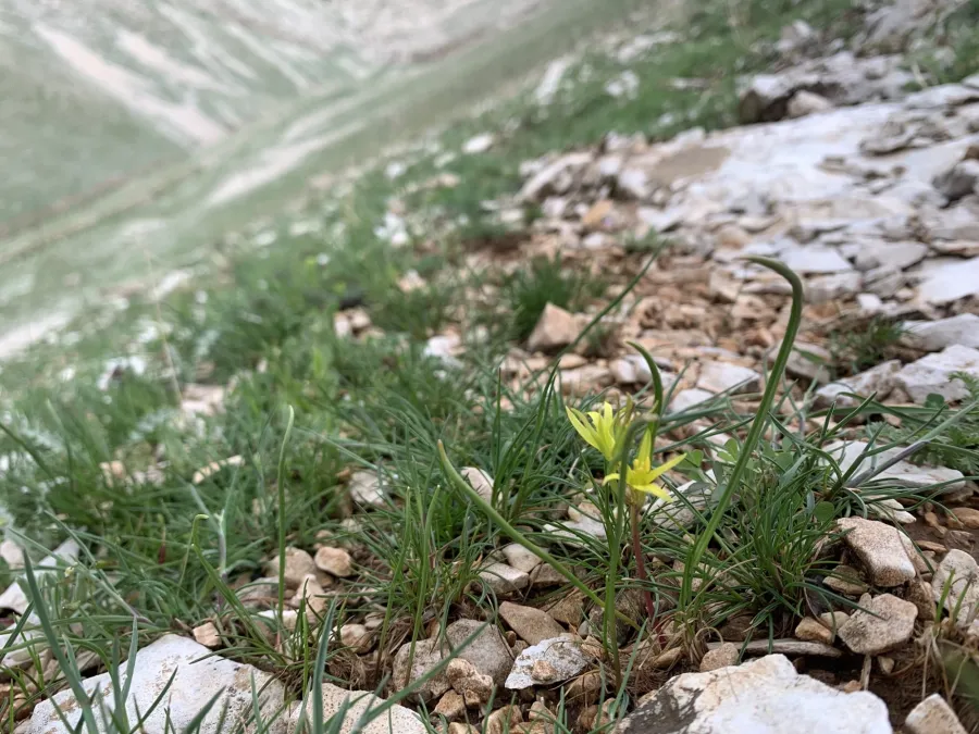 Gagea villosa