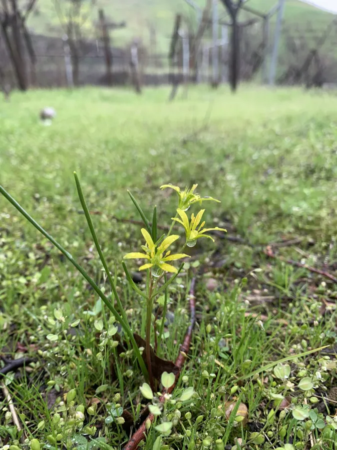 Gagea villosa