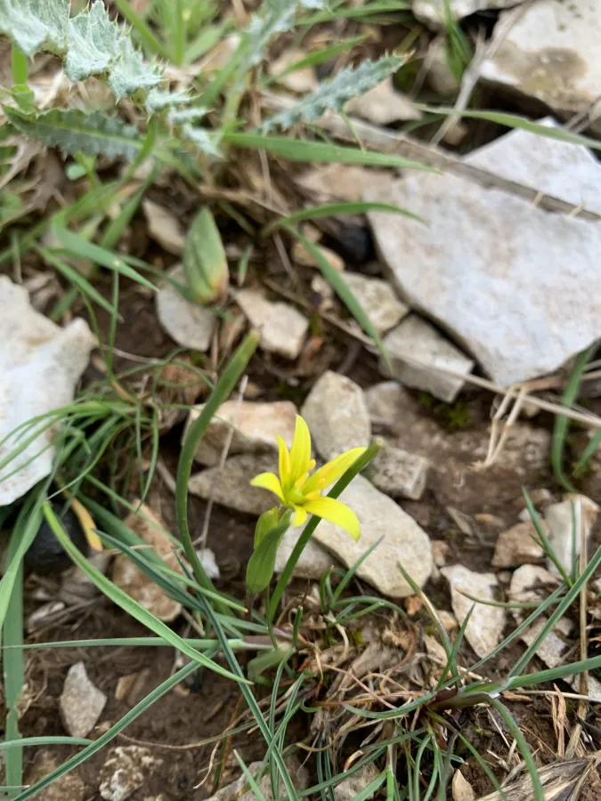 Gagea villosa
