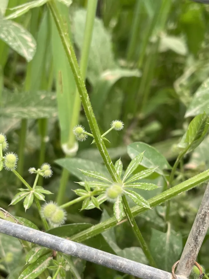 Galium aparine