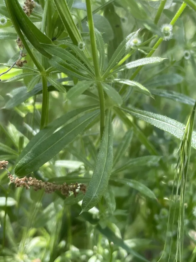 Galium aparine