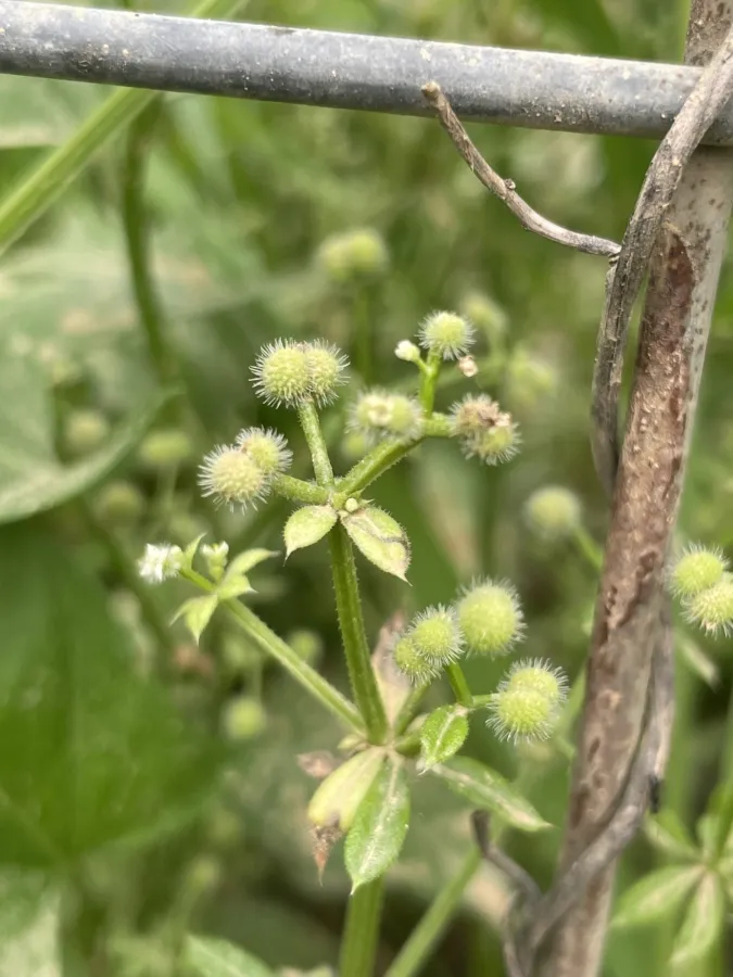 Galium aparine