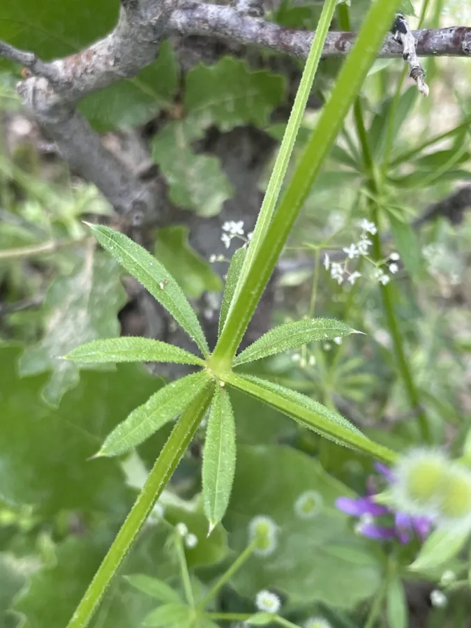 Galium aparine
