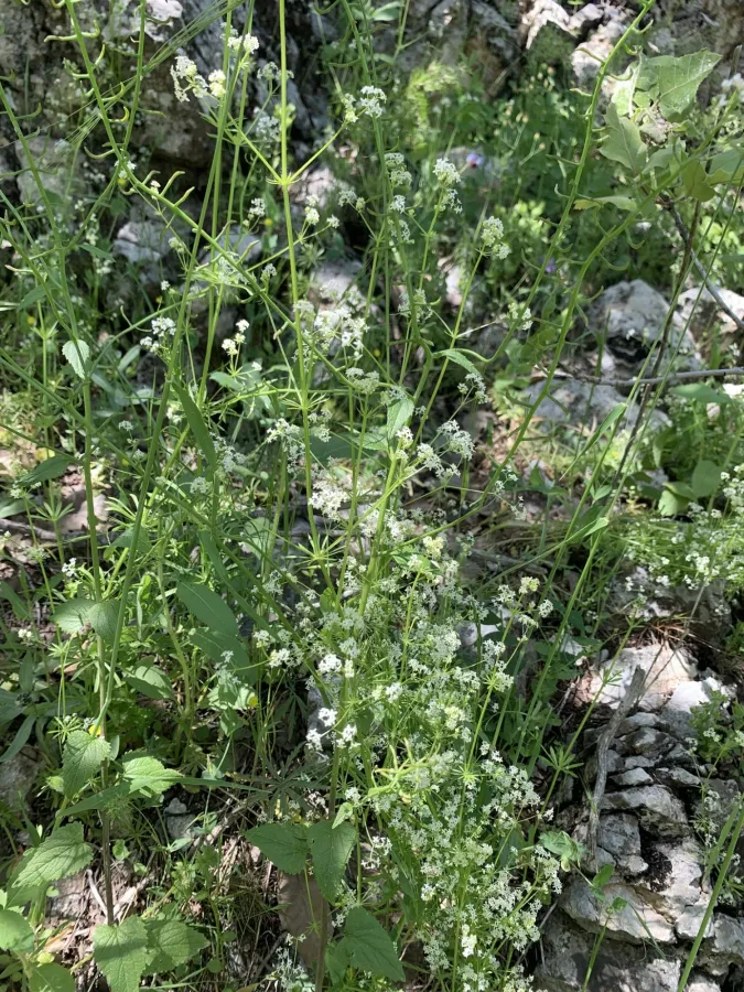 Galium haussknechtii