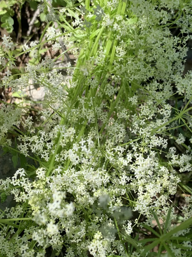Galium haussknechtii
