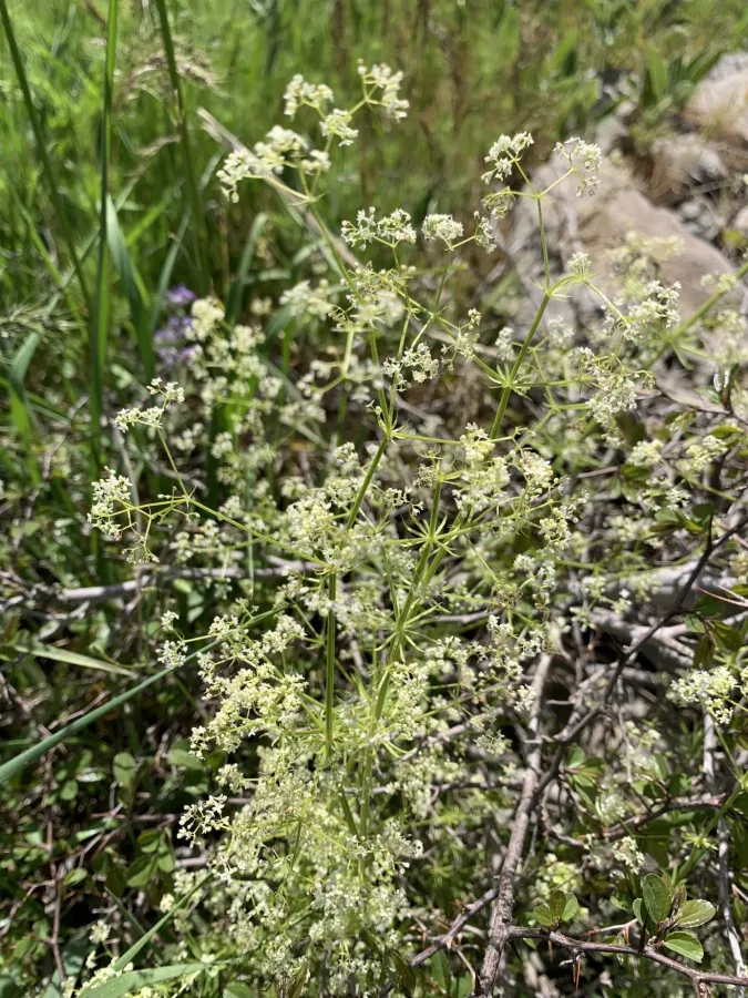Galium haussknechtii
