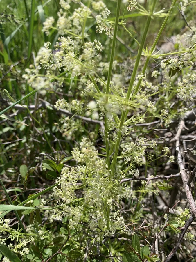 Galium haussknechtii