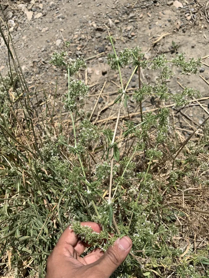 Galium humifusum