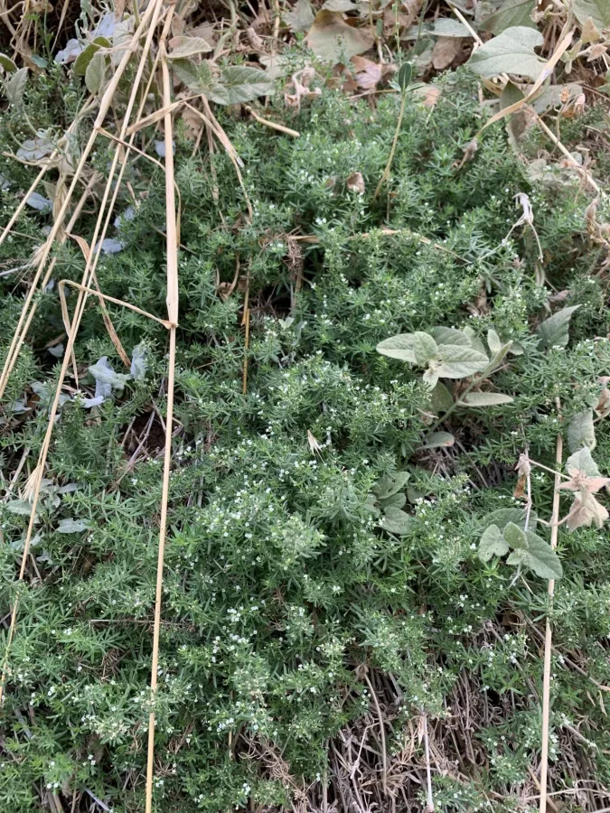 Galium humifusum