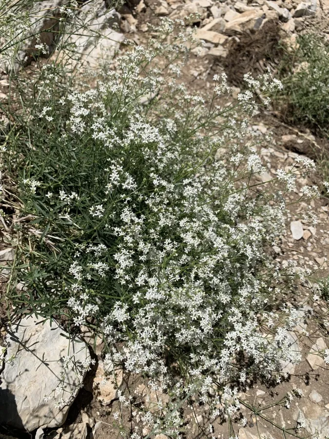 دووگنە