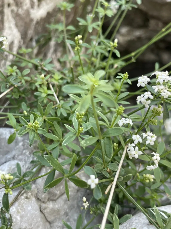 Galium nabelekii