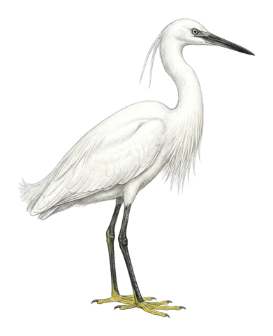 Little Egret