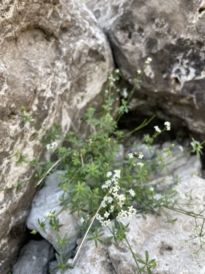 Galium nabelekii
