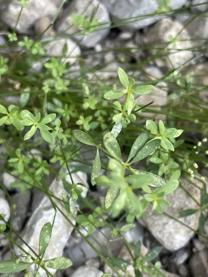 Galium nabelekii