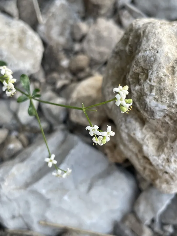 Galium nabelekii