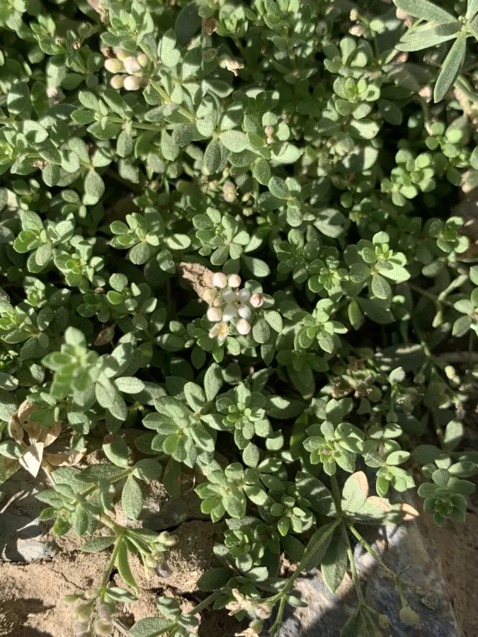 دووگنەی کوردی ئاسا