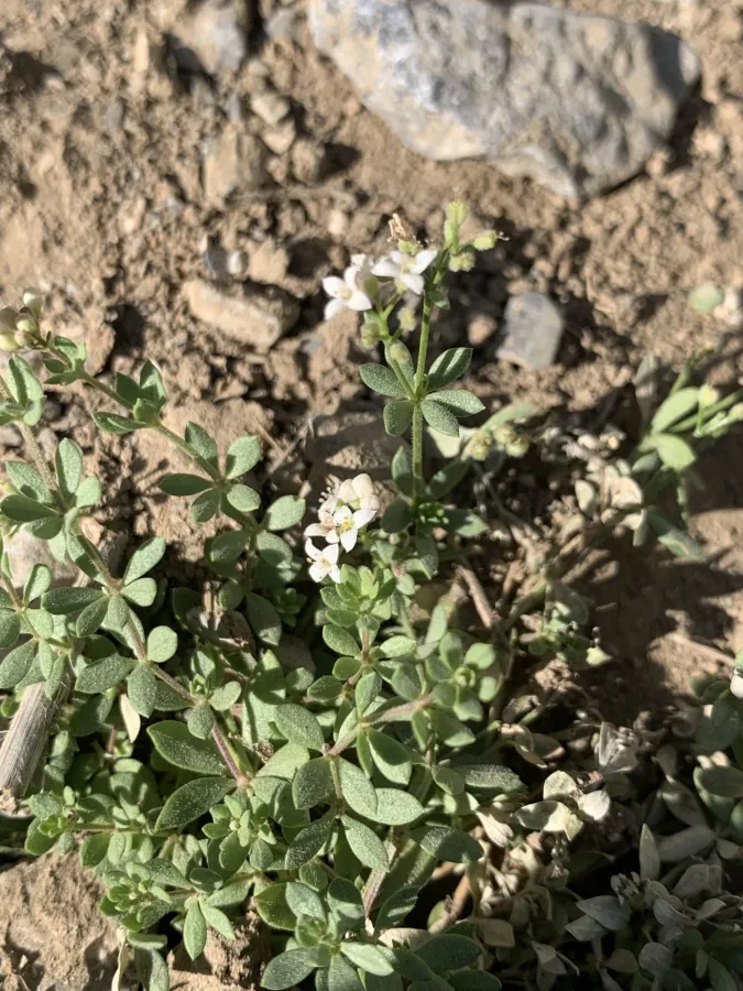 دووگنەی کوردی ئاسا