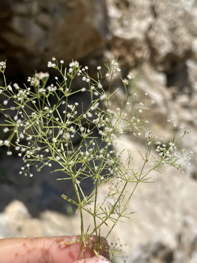 دووگنە
