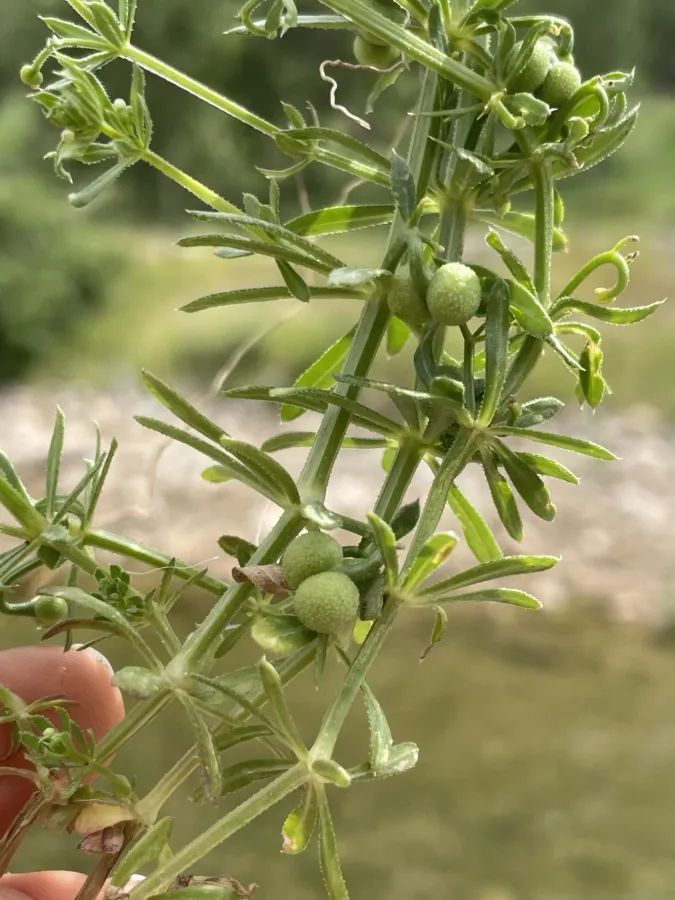Galium tricornutum