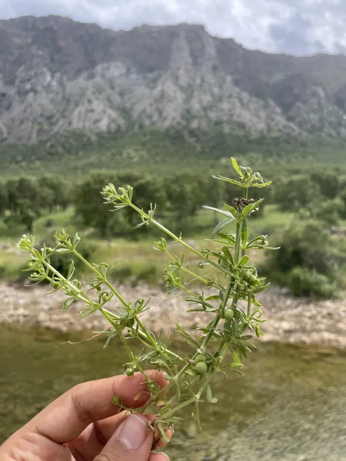 Galium tricornutum